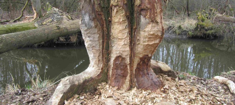 Tree gnawed by beavers, &copy; Gudrun Marin-Ziegler