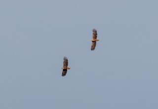 © Kevin Hempel/ Vogeltouren MV