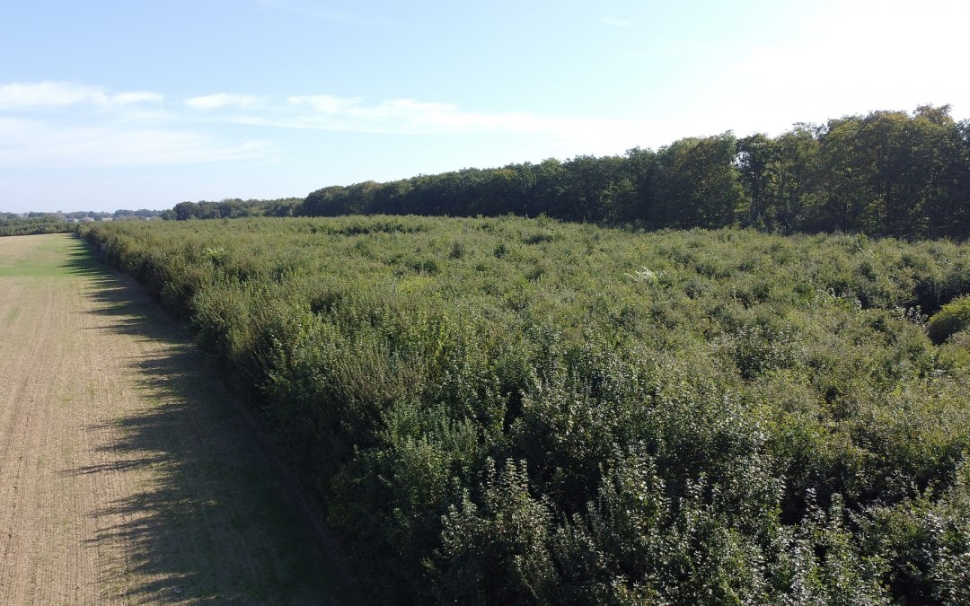 Klimaatbos Seefelder Holz, © Landesforst MV