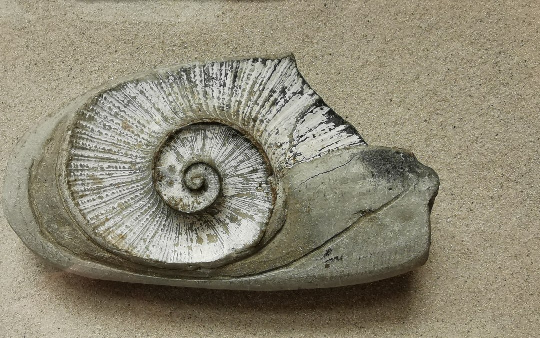 Ammoniet_MuseumGoldberg_EK, © Naturmuseum Goldberg
