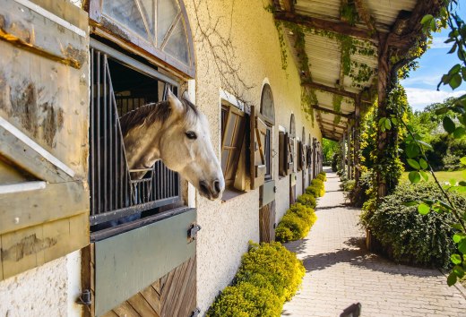 De maneges op het platteland bieden volop ruimte voor kinderen, volwassenen, pony's en paarden. // © MV-T/Bombis De maneges op het platteland bieden volop ruimte voor kinderen, volwassenen, pony's en paarden. // © MV-T/Bombis