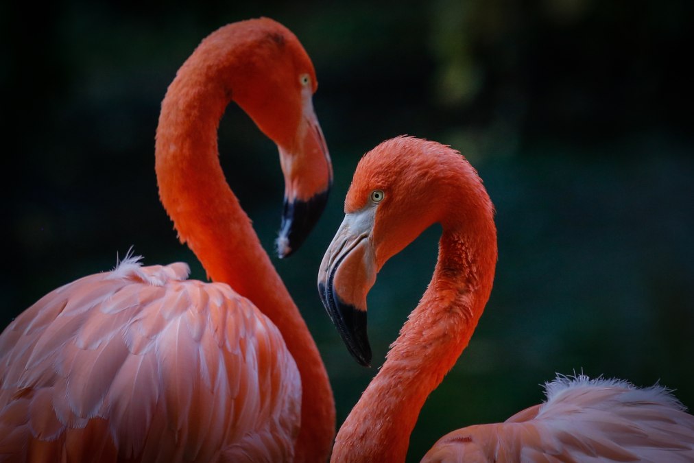 2015_Flamingos_Fotoclub_Ecki Raff, &copy; Zoo Rostock/ Ecki