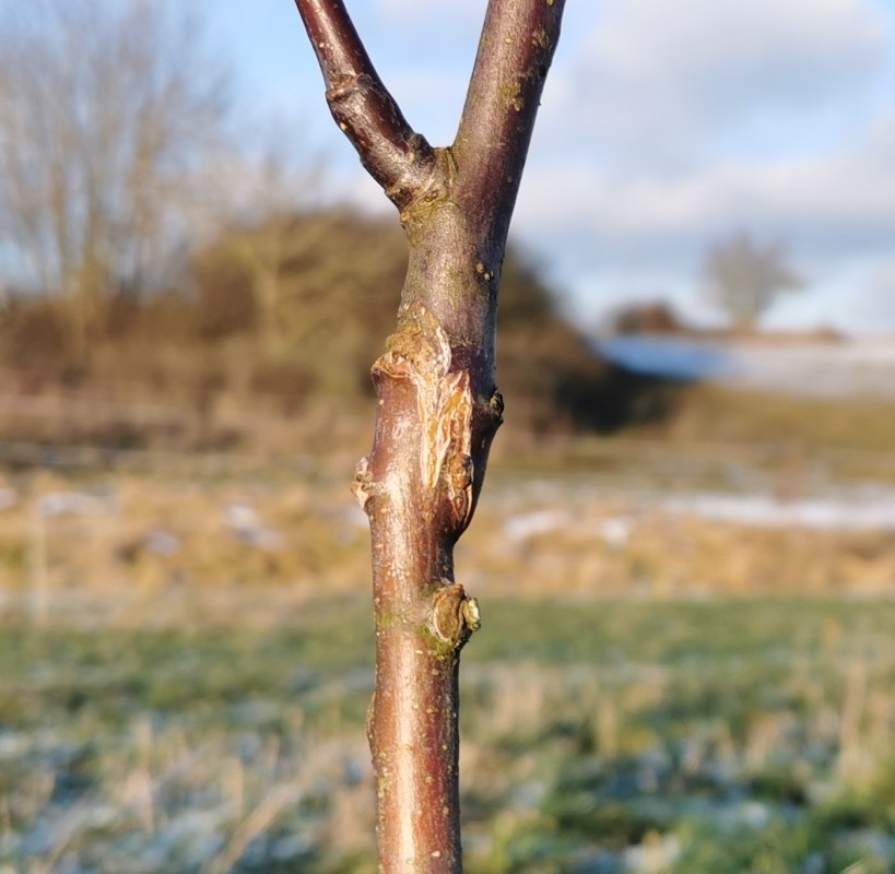 Successful refinement, © Evelin Kartheuser Successful refinement, © Evelin Kartheuser