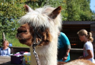 Hiking with alpacas through the Diedrichshagen seaside resort and the Stoltera coastal forest // &copy; TZRW