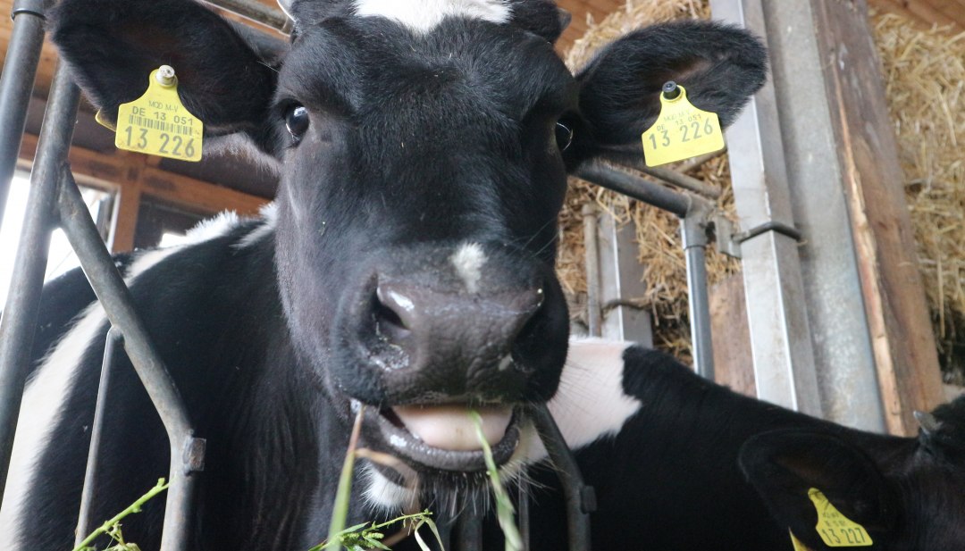 A happy cow for delicious milk, © TMV/Witzel A happy cow for delicious milk, © TMV/Witzel