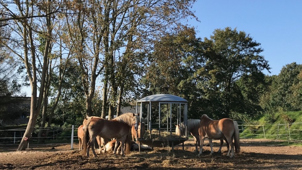 Po wystarczającej ilości ćwiczeń zawsze jest wystarczająco dużo jedzenia, &copy; Reiterhof Sallenthin