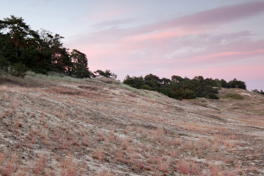 Binnenduene_klein_schmoelen_silbergras_auteur_oliver_ulmer, © Oliver Ulmer Binnenduene_klein_schmoelen_silbergras_auteur_oliver_ulmer, © Oliver Ulmer