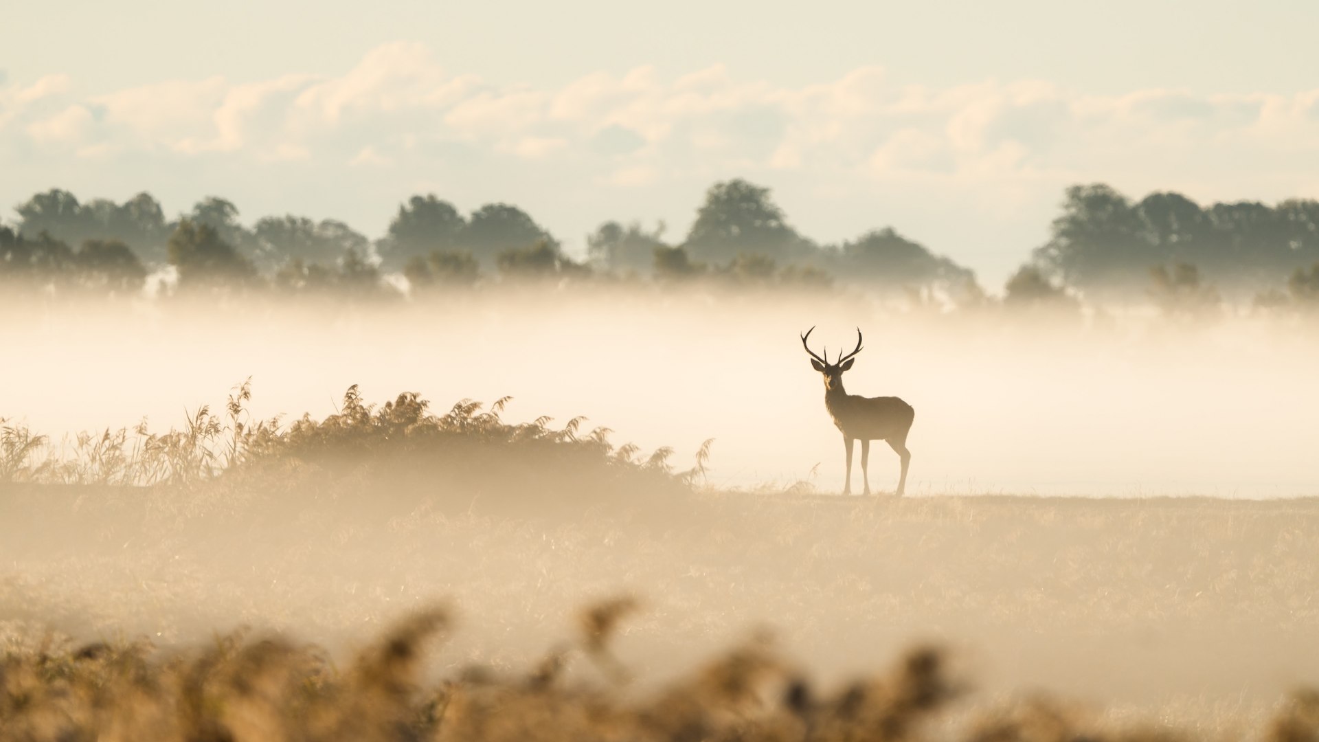 Een hert staat in een mistig landschap in het Nationaal Park West-Pommeren Lagune.