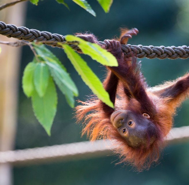 Ein Orang-Utan beim Klettern im Zoo Rostock. // &copy; Zoo Rostock/ M&uuml;ller