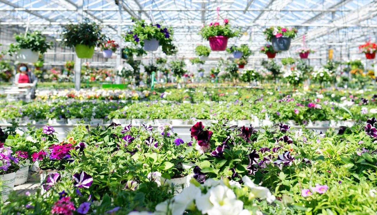 Best quality from our own nursery, © Grönfingers Rostock Best quality from our own nursery, © Grönfingers Rostock