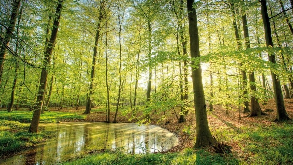 Goldene Sonnenstrahlen bahnen sich ihren Weg zwischen Buchen zum Waldboden // &copy; MV-T/Steindorf-Sabath