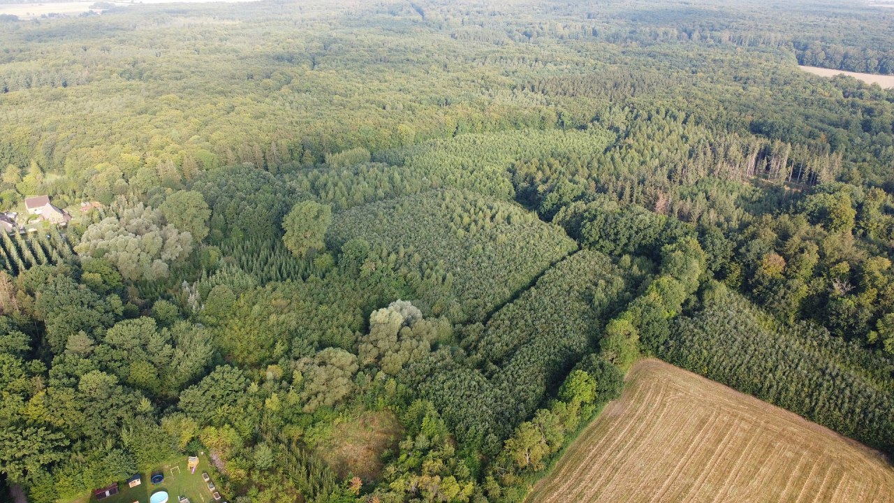 Klimaatbos Golchen // © Landesforst MV Klimaatbos Golchen // © Landesforst MV