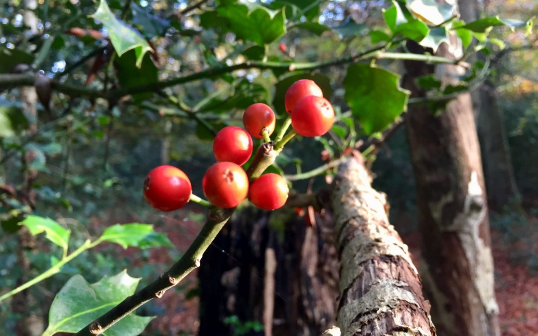 Ilex (stinging plame) in the Ahrenshooper wood, © Kurverwaltung Ahrenshoop