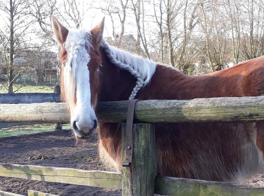 Ludwig op de manege in Neuendorf -Usedom, © Anja Debniak