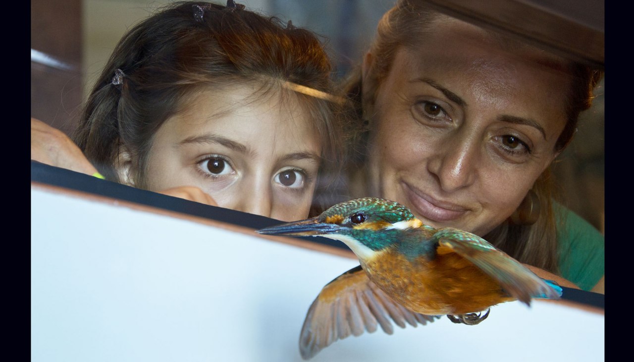 Inheemse exoten van onze vogelwereld in het Müritzeum - Als exemplaar kun je de anders zo schuwe, snelle ijsvogel in alle rust zien., © Mirko Runge Inheemse exoten van onze vogelwereld in het Müritzeum - Als exemplaar kun je de anders zo schuwe, snelle ijsvogel in alle rust zien., © Mirko Runge