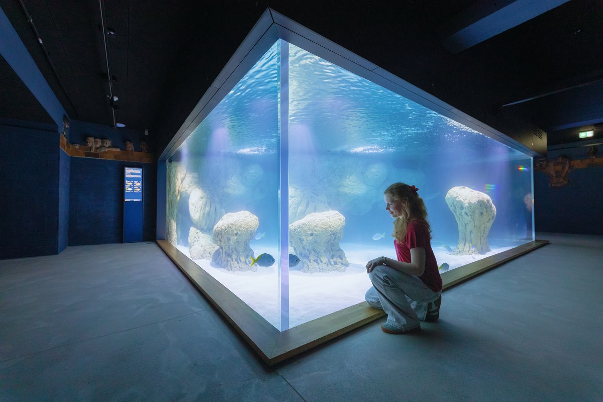 De lichtgekleurde onderwaterwereld van de Fiji-eilanden: Wit zand en lichtgekleurde rotsen illustreren deze habitat in een bassin met 85.000 liter water. // &copy; Anke Neumeister/Deutsches Meeresmuseum