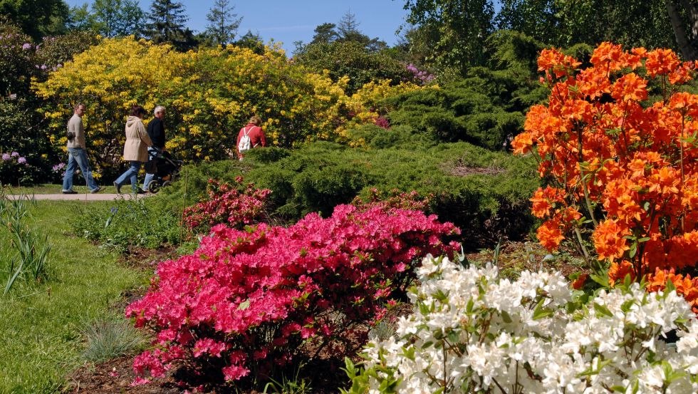 Park rododendron&oacute;w Graal-M&uuml;ritz w pełnym rozkwicie // &copy; Tourismus und Kur GmbH Graal-M&uuml;ritz, A. Rudolph
