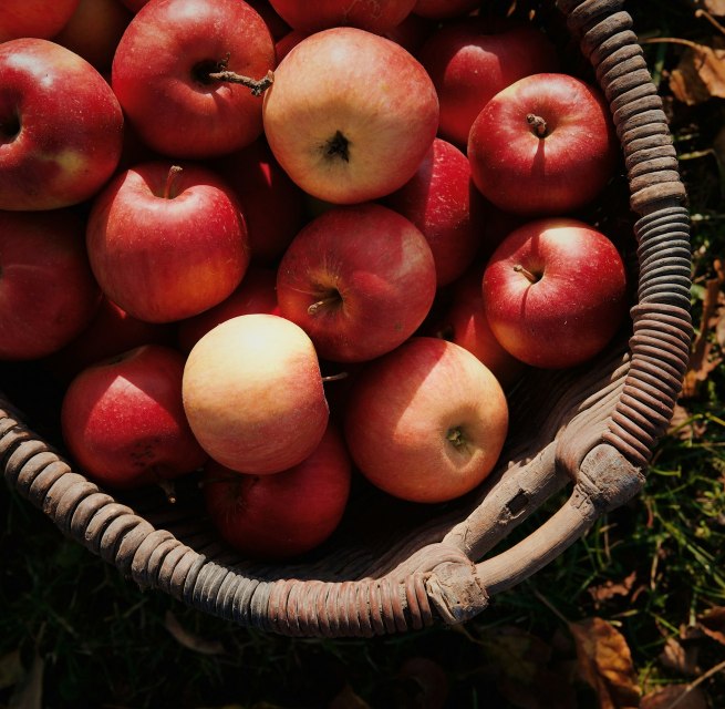 Äpfel im Korb // © Julia Kicova auf Unsplash Äpfel im Korb // © Julia Kicova auf Unsplash