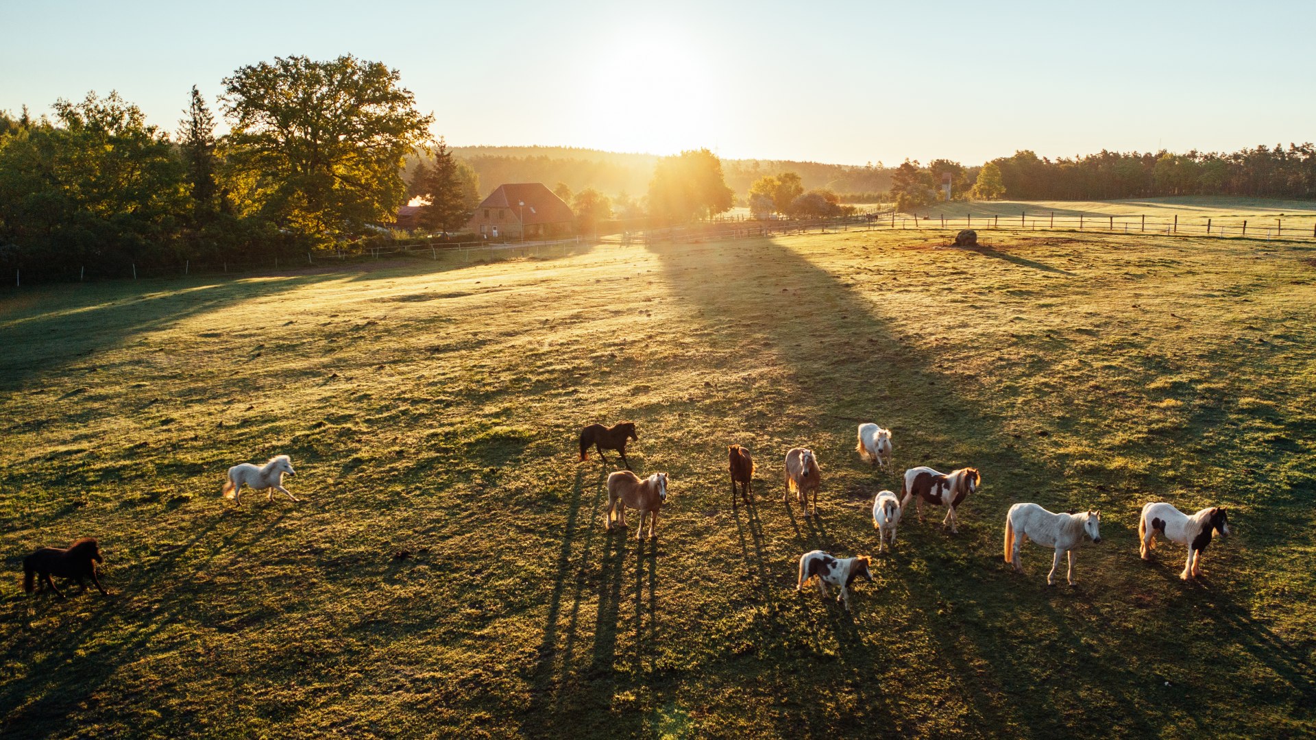 19 paarden staan in een paddock bij zonsondergang en het uitzicht is vanuit de lucht.