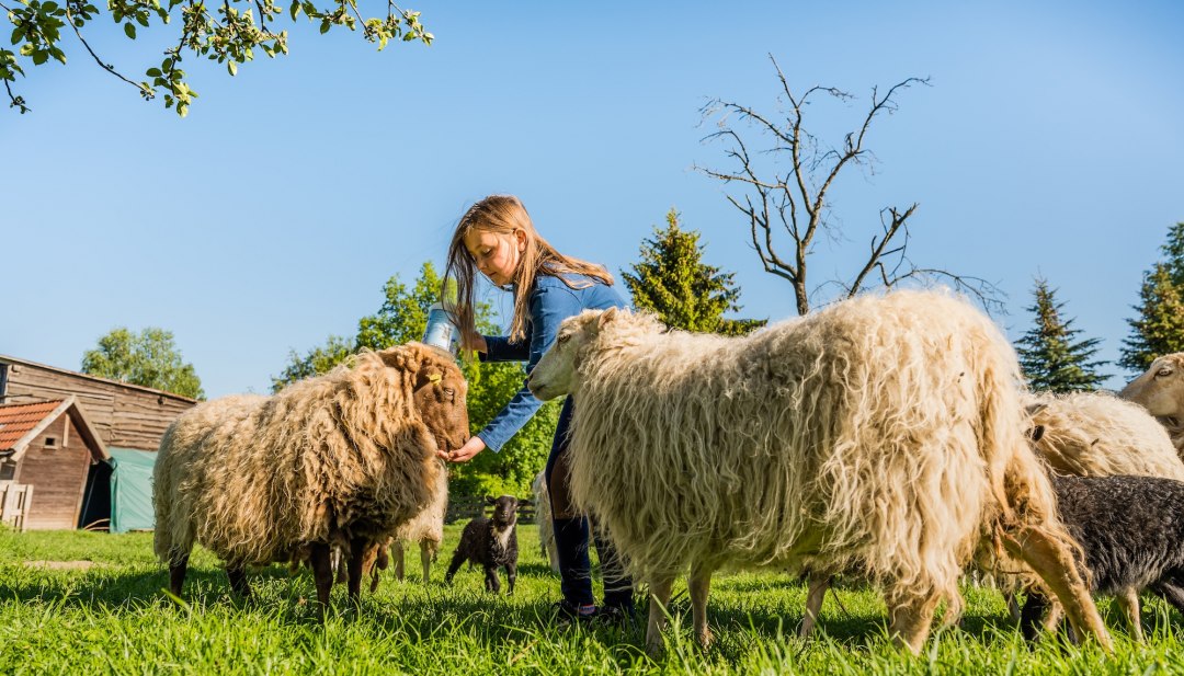 Girl feeding sheep on a green meadow on a vacation farm in Mecklenburg-Western Pomerania.