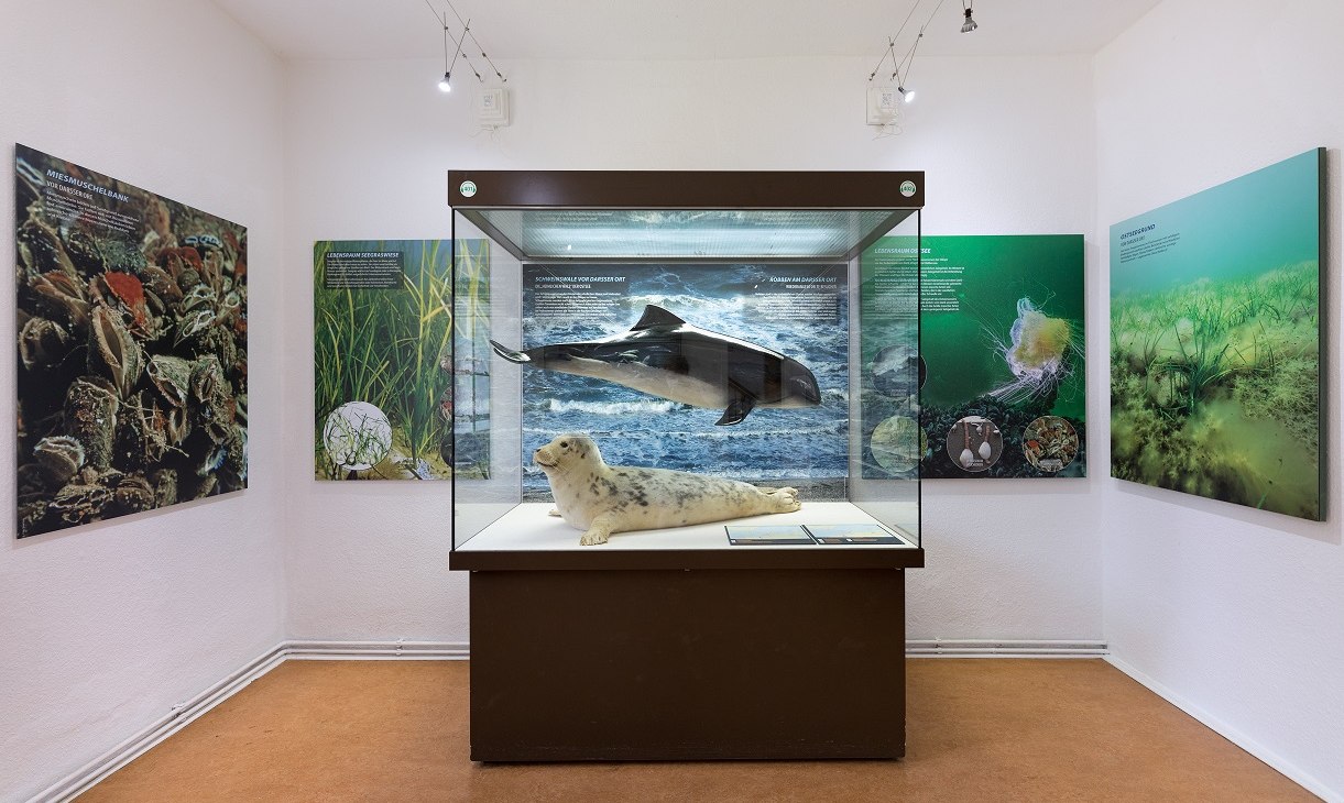 View into the exhibition in the NATUREUM Darßer Ort, © Anke Neumeister/Deutsches Meeresmuseum