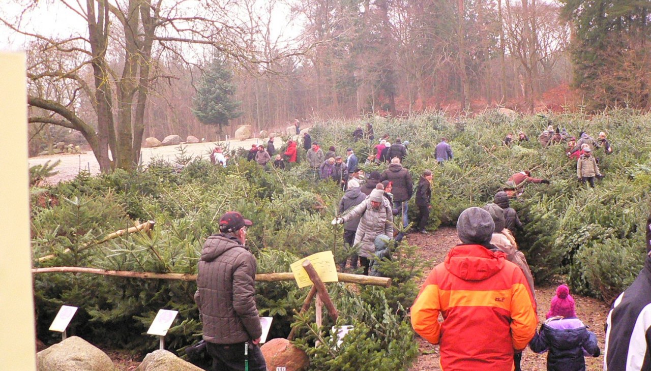 Kerstbomenmarkt boswachterij Neu Pudagla, &copy; (c) Kurverwaltung &Uuml;ckeritz
