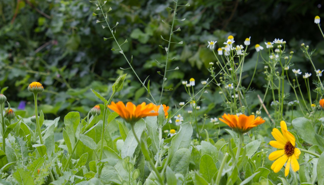 Marigolds and camomile in the garden of wild herb farm Winkelkraut, © Wildkräuterhof Winkelkraut / Antje Conrad