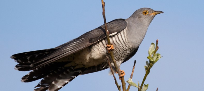 Cuckoo // &copy; Chris Romeiks, Wikipedia