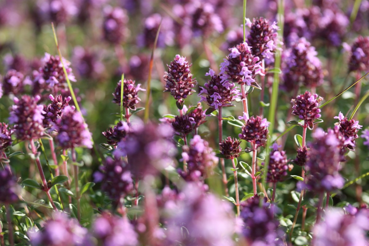 Wiosna to szczególnie dobry czas na zbieranie dzikich ziół, ponieważ są one świeżo wykiełkowane z ziemi i dlatego mają szczególnie silne działanie lecznicze. Pani Gudrun Marin-Ziegler zapozna Cię z niektórymi z tych wiosennych ziół podczas wędrówki przez las w pobliżu Teterow i zbierze je razem z Tobą. Następnie pokaże, jak przygotować z nich smaczne potrawy. Opłata wynosi 5 euro za osobę.
Miejsce spotkania znajduje się na parkingu restauracji "Hohes Holz". Na tę wędrówkę należy założyć solidne buty. Wycieczka nie odbędzie się przy złej pogodzie., © Gudrun Marin-Ziegler Wiosna to szczególnie dobry czas na zbieranie dzikich ziół, ponieważ są one świeżo wykiełkowane z ziemi i dlatego mają szczególnie silne działanie lecznicze. Pani Gudrun Marin-Ziegler zapozna Cię z niektórymi z tych wiosennych ziół podczas wędrówki przez las w pobliżu Teterow i zbierze je razem z Tobą. Następnie pokaże, jak przygotować z nich smaczne potrawy. Opłata wynosi 5 euro za osobę.
Miejsce spotkania znajduje się na parkingu restauracji "Hohes Holz". Na tę wędrówkę należy założyć solidne buty. Wycieczka nie odbędzie się przy złej pogodzie., © Gudrun Marin-Ziegler
