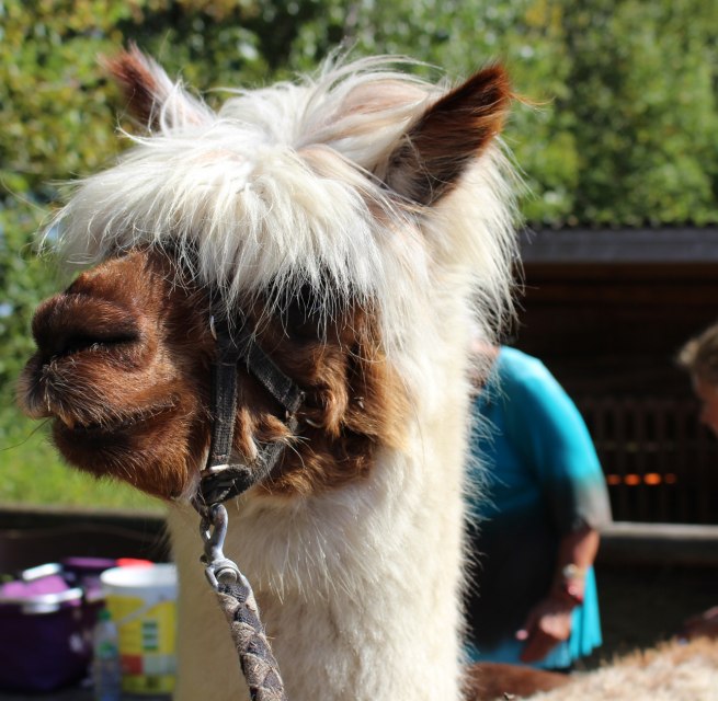 Hiking with alpacas through the Diedrichshagen seaside resort and the Stoltera coastal forest // &copy; TZRW