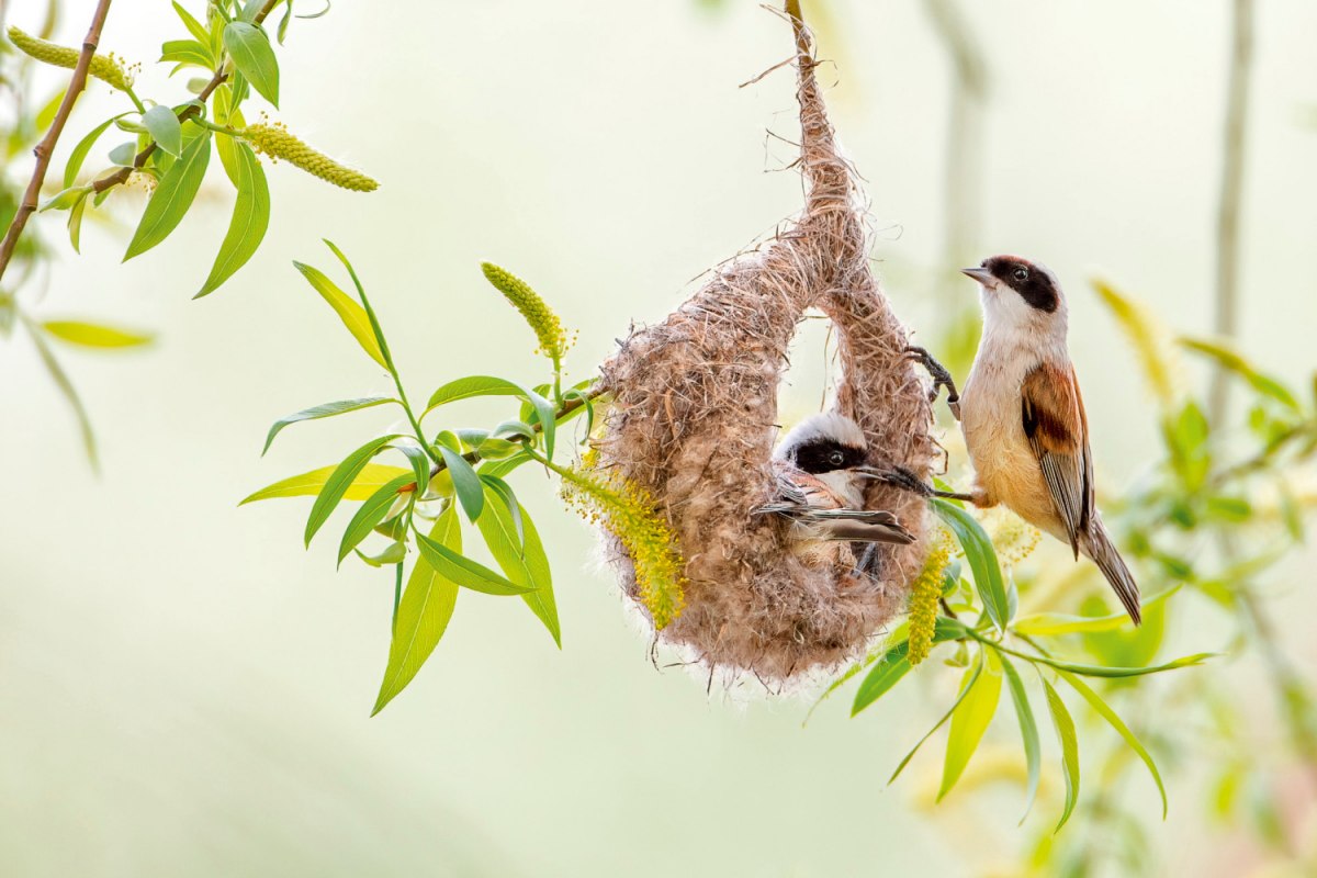 Penduline cycki // &copy; Thomas Hinsche