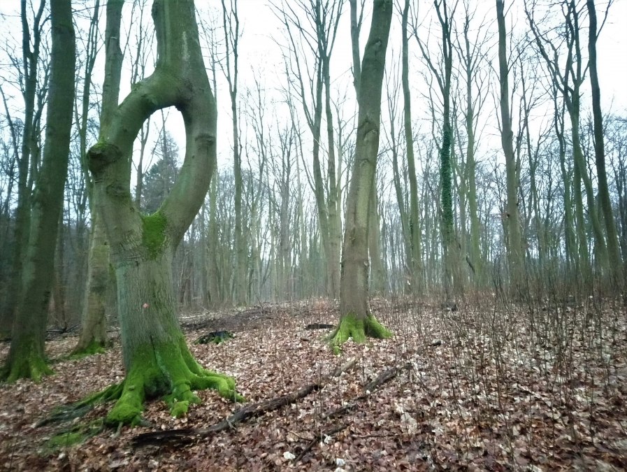 Needle-ear beech, © Jana Koch