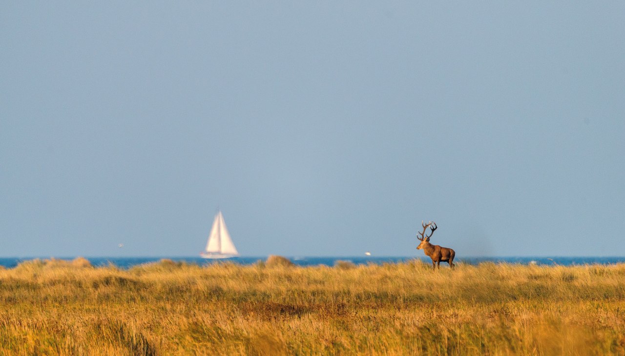 Red deer in the National Park of Vorpommersche Boddenlandschaft, © TMV/Schröter Red deer in the National Park of Vorpommersche Boddenlandschaft, © TMV/Schröter