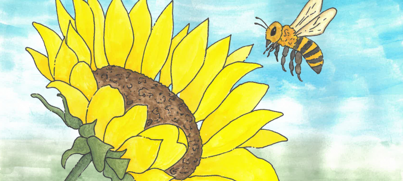 eine Zeichnung, Biene fliegt zur Sonnenblumenblüte // © Müritzeum eine Zeichnung, Biene fliegt zur Sonnenblumenblüte // © Müritzeum