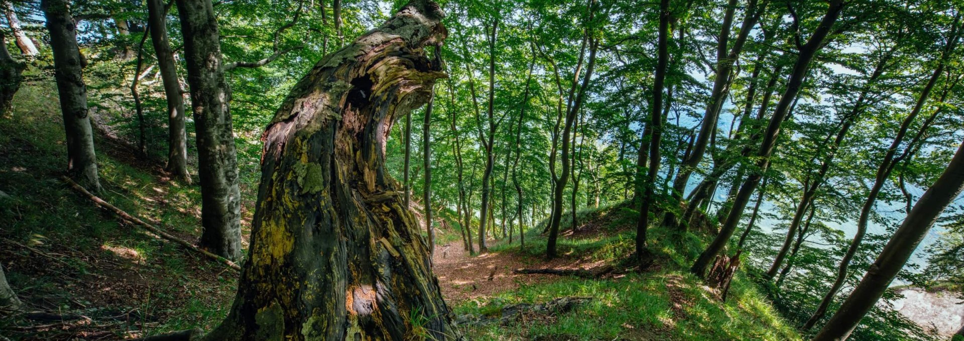 Jasmund National Park: Mensen mogen niet ingrijpen. En ruim ook niets op. De natuur regelt alles zelf, © TMV/Tiemann