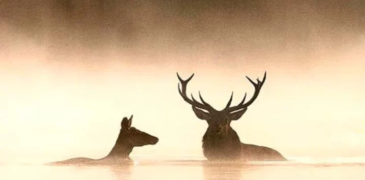 © Vincent Munier © Vincent Munier