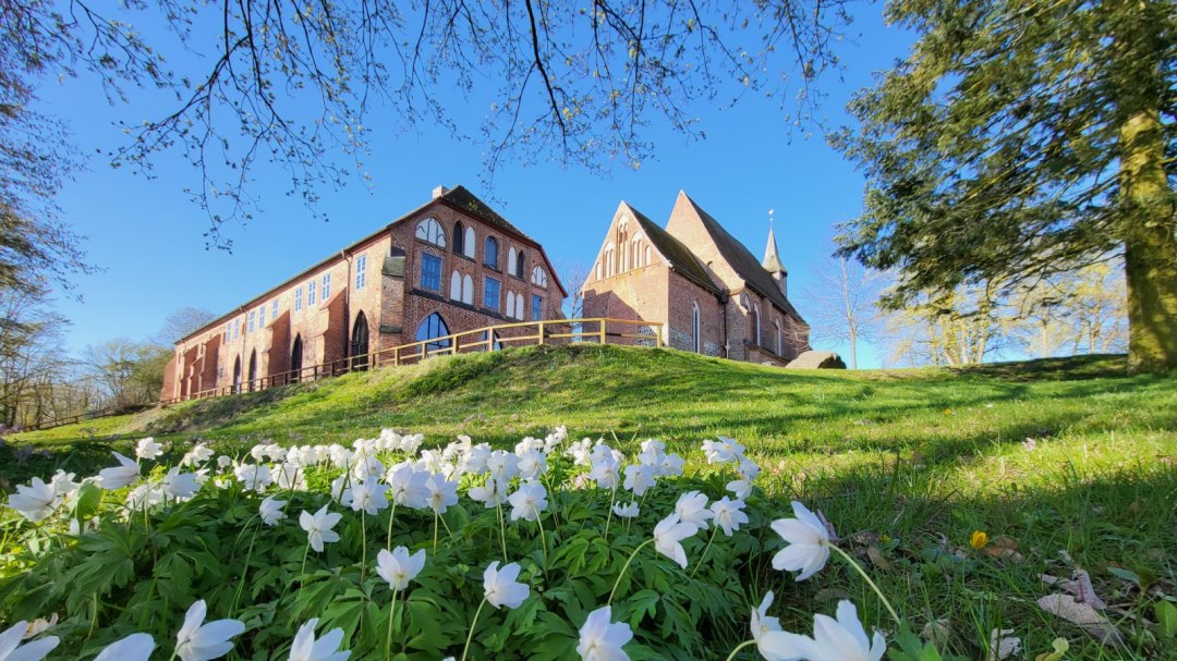 Zawilce klasztorne Zarrentin, © Tourismusverband Mecklenburg-Schwerin