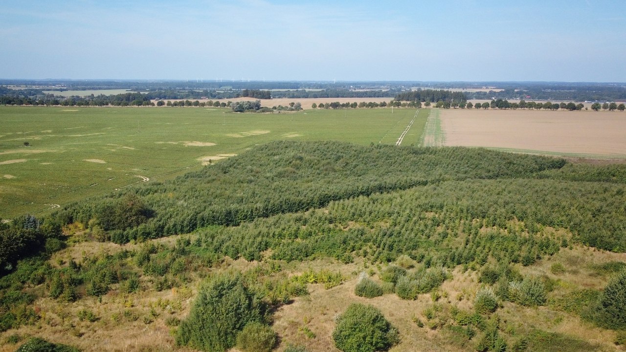 Klimawald Haren Steinfeld, &copy; Landesforst MV