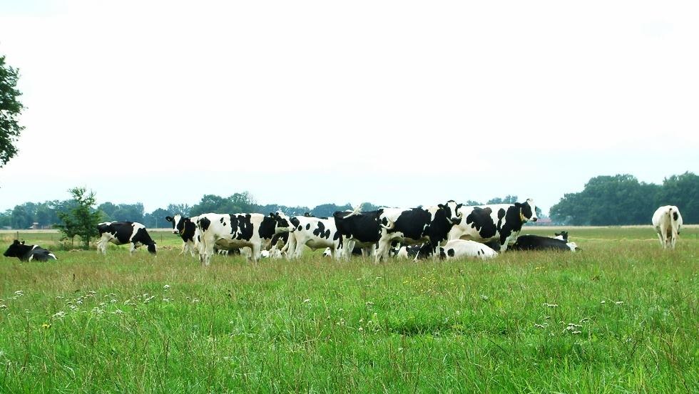 De koeien genieten van het grazen in de zomer, © Archiv, Biosphärenreservatsamt Schaalsee-Elbe
