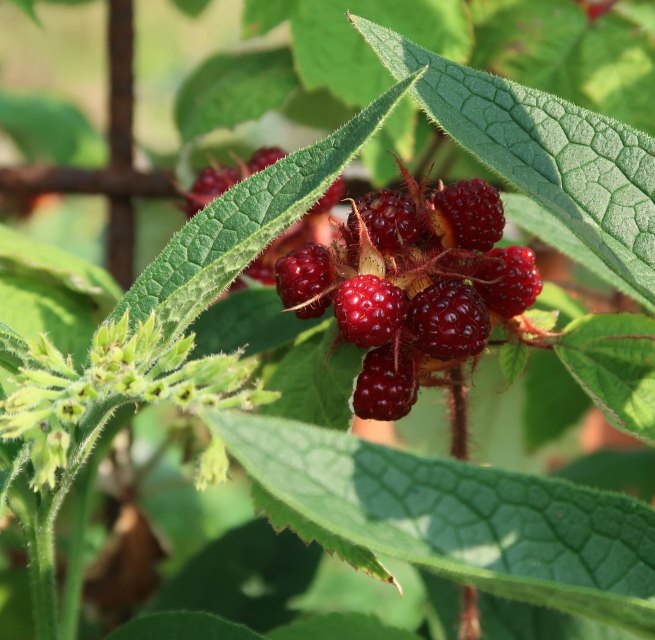 © Bodil Kreativ Skjölven (pixabay)