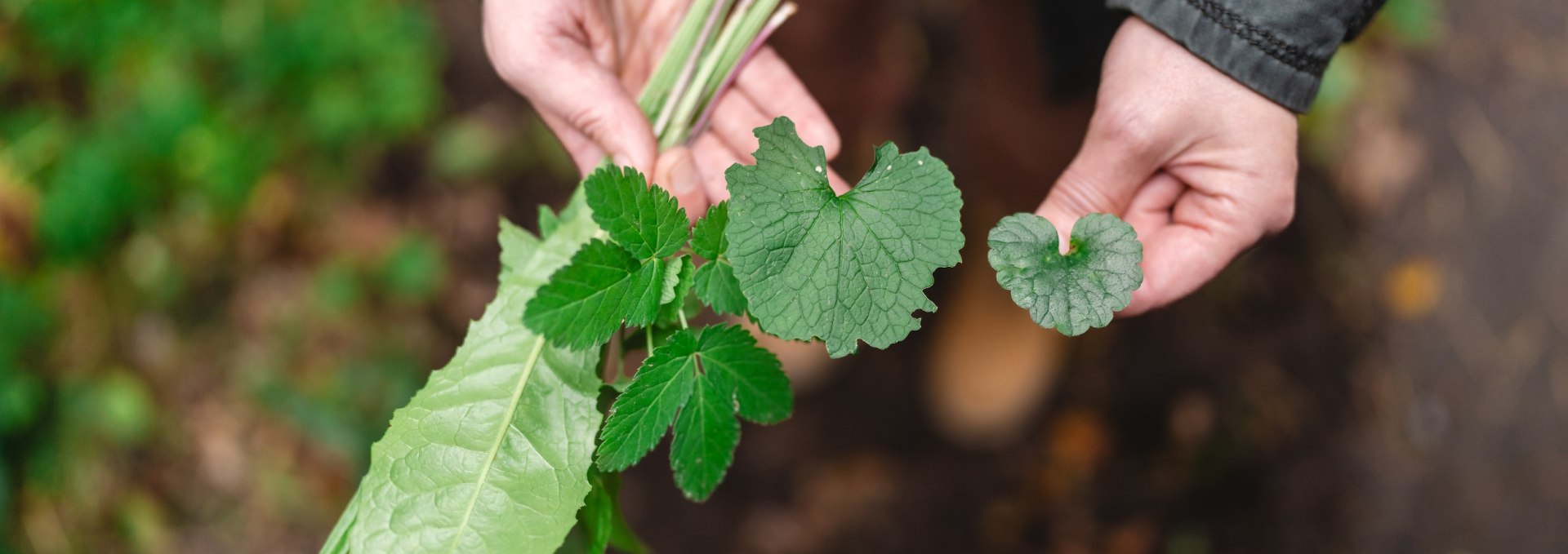 Antje Katreniok neemt haar gasten mee op een wilde kruidenwandeling in het bos. Onderweg vindt ze al snel wat ze zoekt: weegbree, paardenbloem, jichtkruid, knoflookraket en klimop. Perfect voor een frisse salade!, © TMV/Gross
