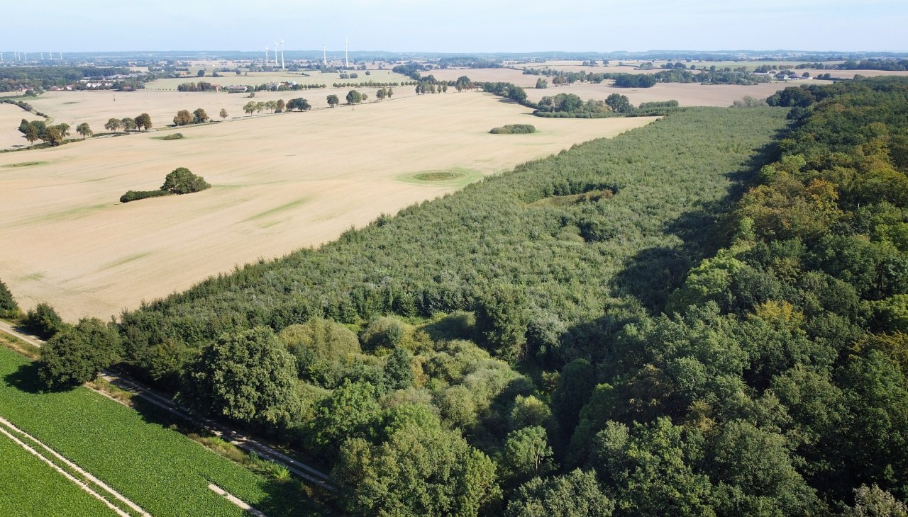Climate forest Seefelder Holz, © Landesforst MV