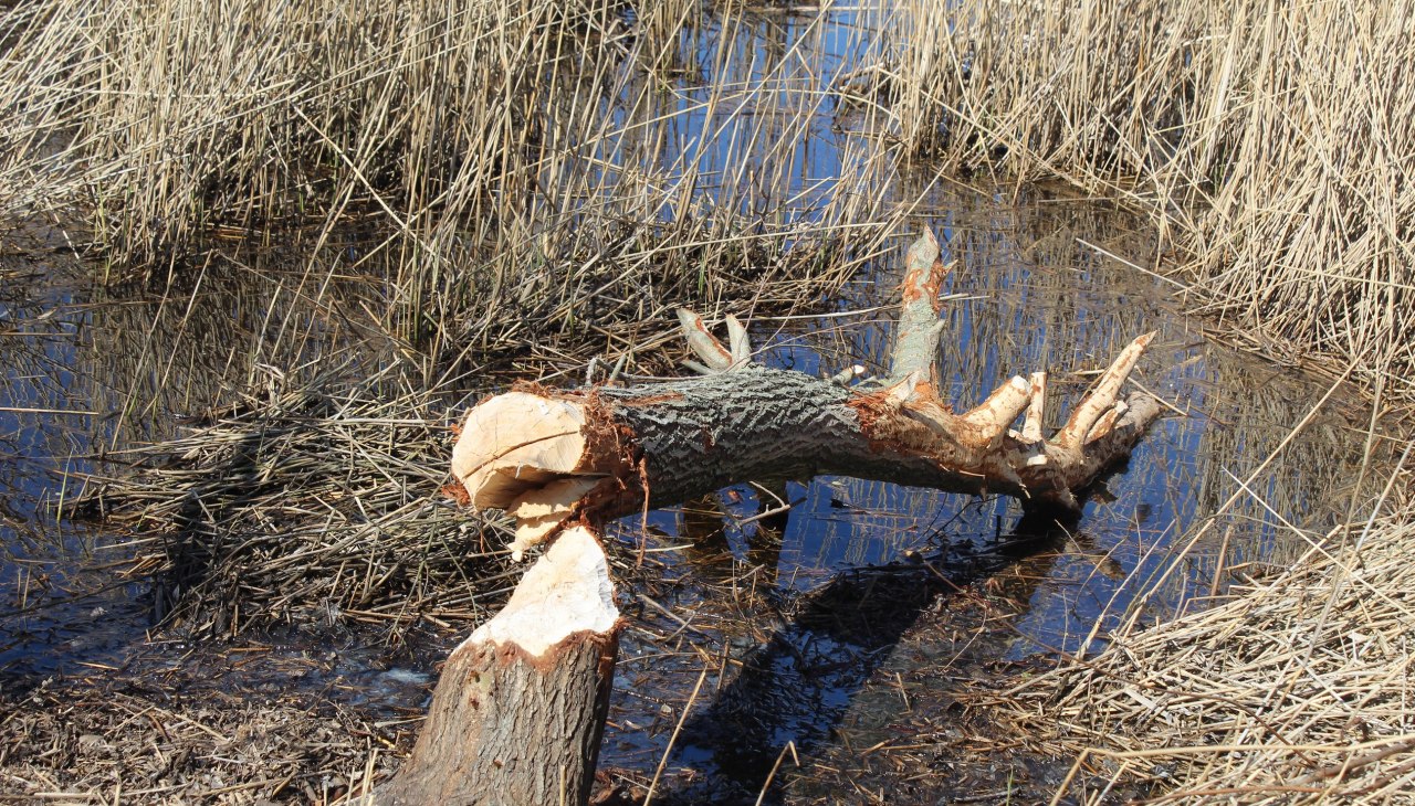 IMG_1562, &copy; AFL