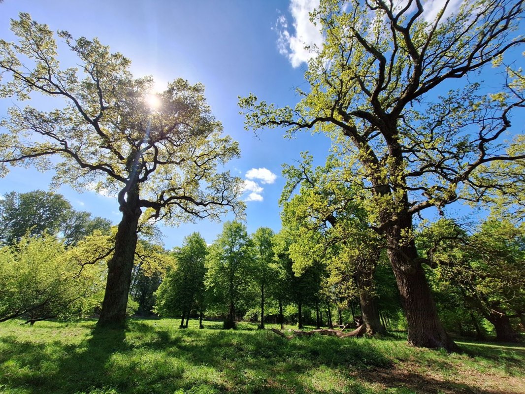 Eiken in het landgoedpark // © privat Eiken in het landgoedpark // © privat
