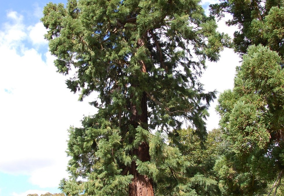 Among the exotics is this sequoia, which is about 150 years old., © Gabriele Skorupski