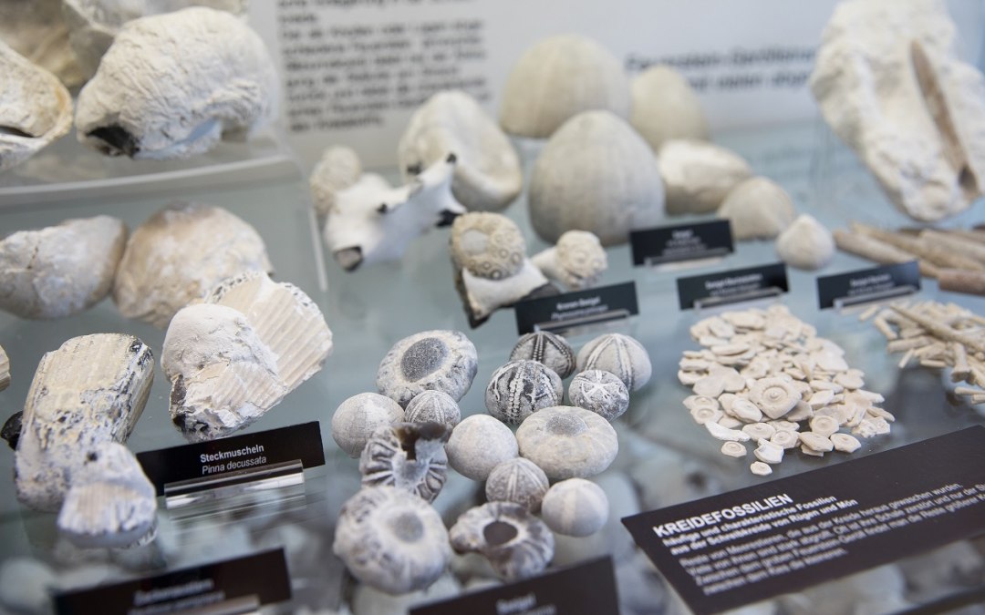 Kreidefossilien_(c) Anke Neumeister_Deutsches Meeresmuseum, © Anke Neumeister/Deutsches Meeresmuseum