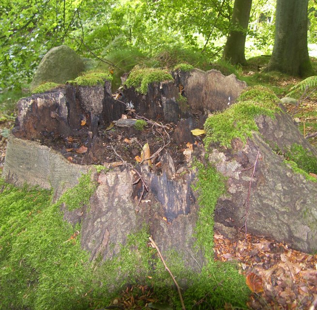 &copy; Biosph&auml;renreservatsamt S&uuml;dost-R&uuml;gen