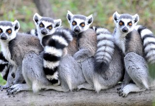 Foto zum Kindertag im Zoo Rostock mit vier Katas, die auf einem Baumstamm sitzen. // © Zoo Rostock/ Kloock Foto zum Kindertag im Zoo Rostock mit vier Katas, die auf einem Baumstamm sitzen. // © Zoo Rostock/ Kloock