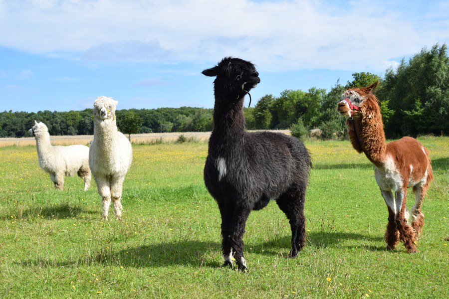 Alpaca's, © M. Wenzlaff