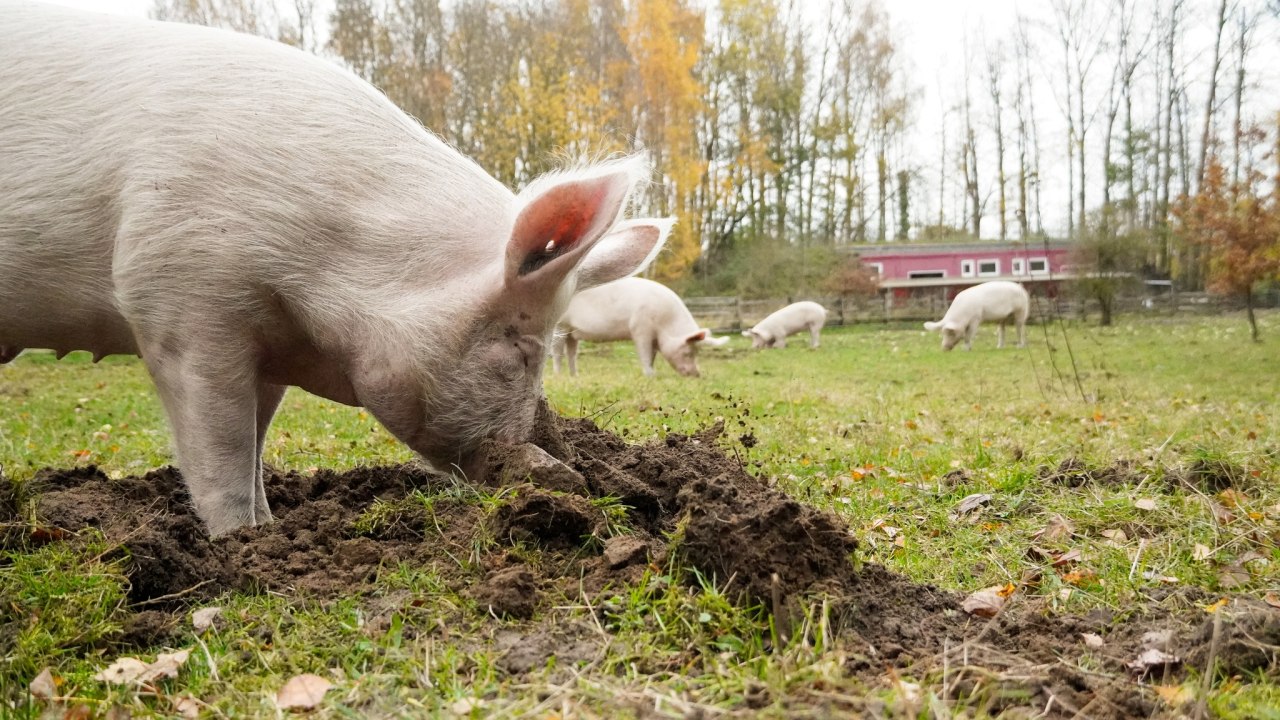 © Land der Tiere © Land der Tiere